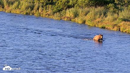 Kodiak Alaska Brown Bears Live Webcam - Jul 26, 2026, 7:31am AKDT