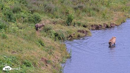 Kodiak Alaska Brown Bears Live Webcam - Aug 5, 2026, 5:08pm AKDT