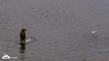 Kodiak Alaska Brown Bears Live Webcam - Aug 20, 2026, 8:22pm AKDT