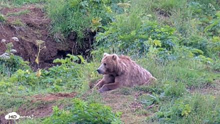 Kodiak Alaska Brown Bears Live Webcam - Aug 6, 2026, 5:59pm AKDT