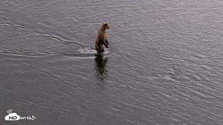 Kodiak Alaska Brown Bears Live Webcam - Aug 20, 2026, 6:21pm AKDT