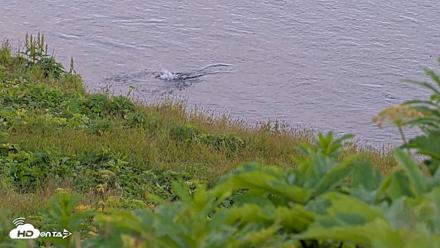 Kodiak Alaska Brown Bears Live Webcam - Jul 29, 2026, 10:15pm AKDT