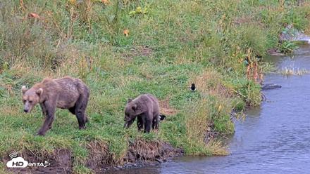 Kodiak Alaska Brown Bears Live Webcam - Aug 20, 2026, 6:20pm AKDT