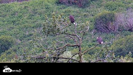 Kodiak Alaska Brown Bears Live Webcam - Aug 13, 2026, 11:04am AKDT
