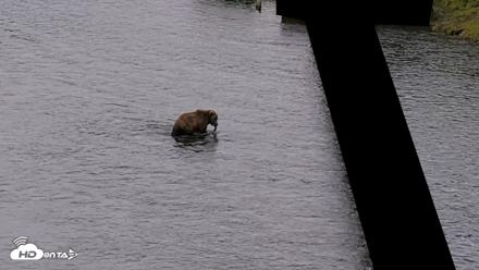 Kodiak Alaska Brown Bears Live Webcam - Jul 19, 2026, 8:06pm AKDT