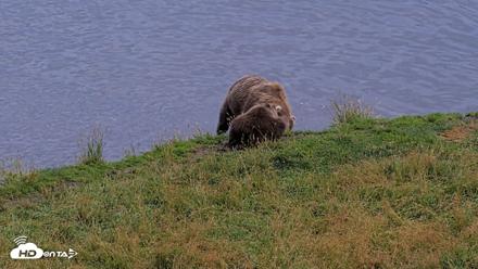 Kodiak Alaska Brown Bears Live Webcam - Aug 20, 2026, 8:23pm AKDT
