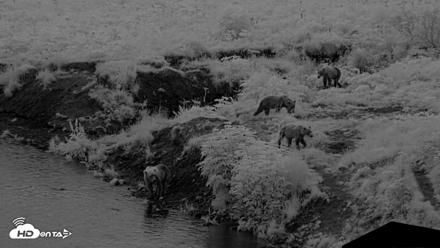 Kodiak Alaska Brown Bears Live Webcam - Aug 12, 2026, 6:20am AKDT