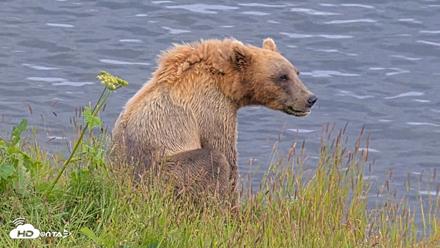 Kodiak Alaska Brown Bears Live Webcam - Aug 1, 2026, 7:03pm AKDT