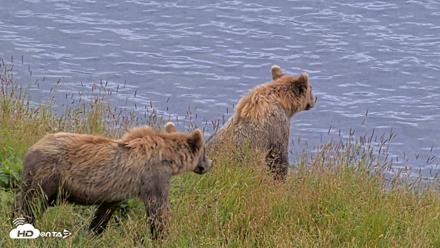 Kodiak Alaska Brown Bears Live Webcam - Aug 7, 2026, 5:28pm AKDT
