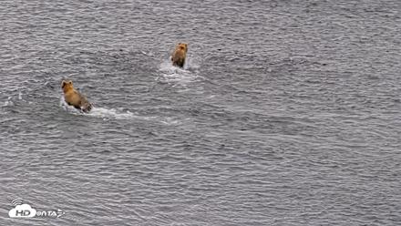 Kodiak Alaska Brown Bears Live Webcam - Aug 6, 2026, 10:57am AKDT