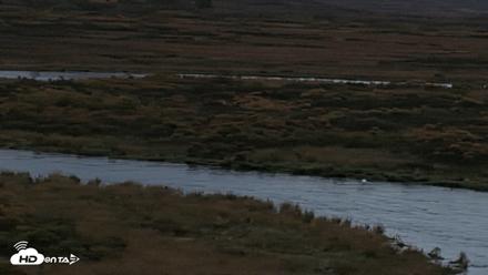 Kodiak Alaska Brown Bears Live Webcam - Oct 5, 2026, 7:57am AKDT