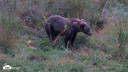 Kodiak Alaska Brown Bears Live Webcam - Aug 17, 2026, 8:48pm AKDT