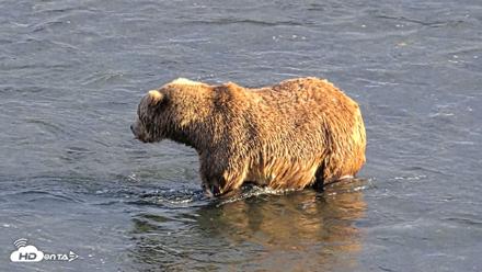 Kodiak Alaska Brown Bears Live Webcam - Oct 2, 2026, 6:03pm AKDT