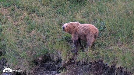 Kodiak Alaska Brown Bears Live Webcam - Aug 7, 2026, 9:38pm AKDT
