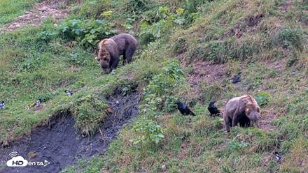 Kodiak Alaska Brown Bears Live Webcam - Aug 14, 2026, 5:47pm AKDT