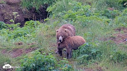 Kodiak Alaska Brown Bears Live Webcam - Jul 25, 2026, 9:05am AKDT