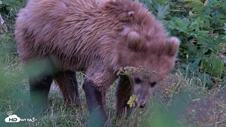 Kodiak Alaska Brown Bears Live Webcam - Aug 11, 2026, 10:08pm AKDT