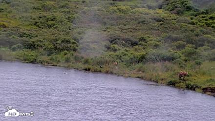Kodiak Alaska Brown Bears Live Webcam - Aug 13, 2026, 2:15pm AKDT