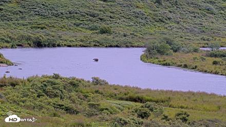 Kodiak Alaska Brown Bears Live Webcam - Aug 14, 2026, 1:46pm AKDT