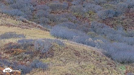 Kodiak Alaska Brown Bears Live Webcam - Oct 21, 2026, 4:28pm AKDT