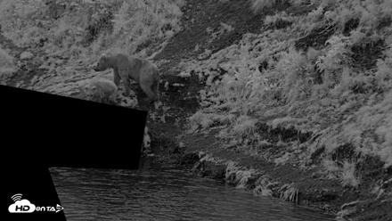Kodiak Alaska Brown Bears Live Webcam - Aug 12, 2026, 6:20am AKDT