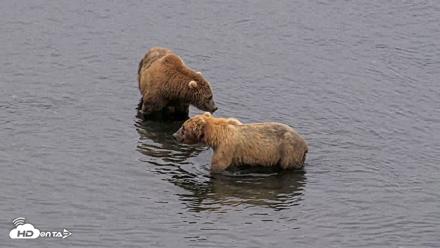 Kodiak Alaska Brown Bears Live Webcam - Aug 5, 2026, 7:06am AKDT