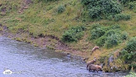 Kodiak Alaska Brown Bears Live Webcam - Aug 11, 2026, 4:47pm AKDT