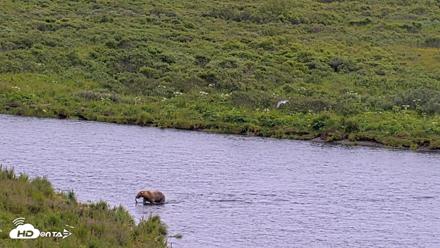Kodiak Alaska Brown Bears Live Webcam - Aug 4, 2026, 4:27pm AKDT