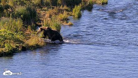 Kodiak Alaska Brown Bears Live Webcam - Jul 30, 2026, 9:05am AKDT