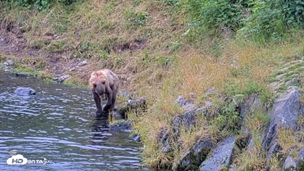 Kodiak Alaska Brown Bears Live Webcam - Aug 7, 2026, 11:56am AKDT
