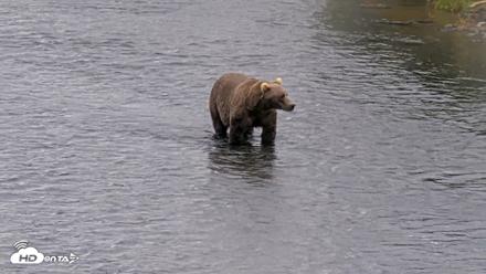 Kodiak Alaska Brown Bears Live Webcam - Aug 13, 2026, 1:27pm AKDT