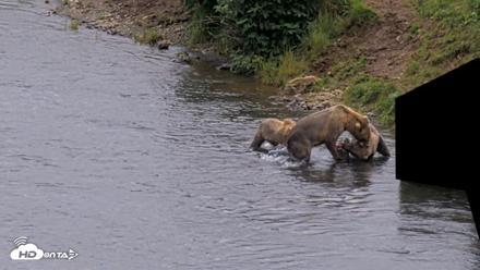 Kodiak Alaska Brown Bears Live Webcam - Aug 14, 2026, 5:45pm AKDT