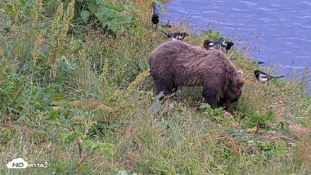 Kodiak Alaska Brown Bears Live Webcam - Aug 10, 2026, 8:16pm AKDT
