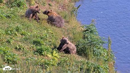 Kodiak Alaska Brown Bears Live Webcam - Aug 8, 2026, 4:36pm AKDT