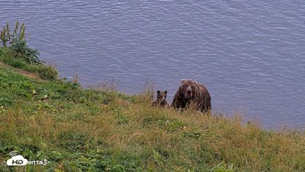 Kodiak Alaska Brown Bears Live Webcam - Aug 19, 2026, 9:22pm AKDT