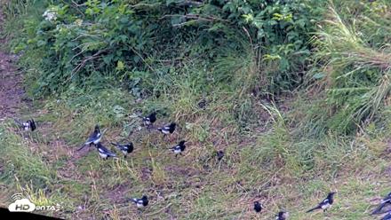 Kodiak Alaska Brown Bears Live Webcam - Jul 28, 2026, 6:20pm AKDT