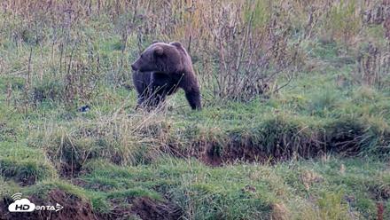 Kodiak Alaska Brown Bears Live Webcam - Oct 2, 2026, 5:25pm AKDT