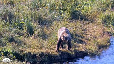 Kodiak Alaska Brown Bears Live Webcam - Jul 30, 2026, 9:11am AKDT