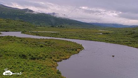 Kodiak Alaska Brown Bears Live Webcam - Aug 6, 2026, 9:03am AKDT