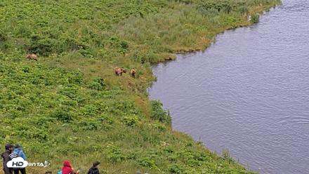 Kodiak Alaska Brown Bears Live Webcam - Jul 27, 2026, 5:59pm AKDT