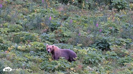 Kodiak Alaska Brown Bears Live Webcam - Aug 14, 2026, 8:47pm AKDT