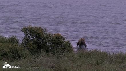 Kodiak Alaska Brown Bears Live Webcam - Aug 20, 2026, 7:34am AKDT