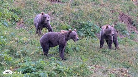 Kodiak Alaska Brown Bears Live Webcam - Aug 18, 2026, 4:10pm AKDT