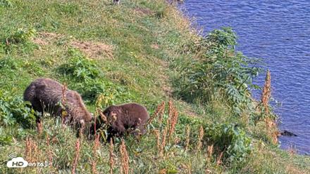 Kodiak Alaska Brown Bears Live Webcam - Aug 23, 2026, 4:45pm AKDT