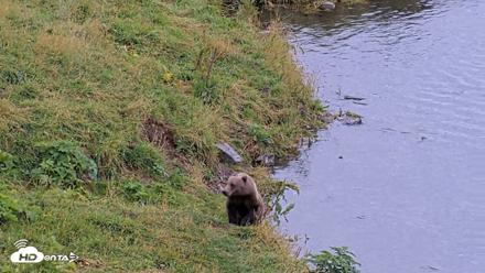 Kodiak Alaska Brown Bears Live Webcam - Aug 20, 2026, 6:06pm AKDT