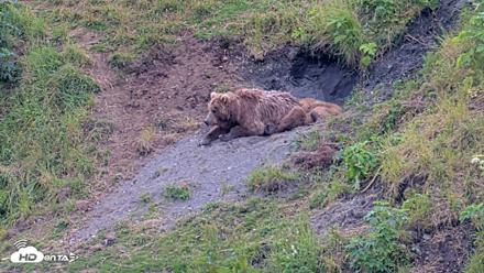 Kodiak Alaska Brown Bears Live Webcam - Aug 1, 2026, 7:46pm AKDT