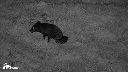 Kodiak Alaska Brown Bears Live Webcam - Oct 7, 2026, 9:50pm AKDT