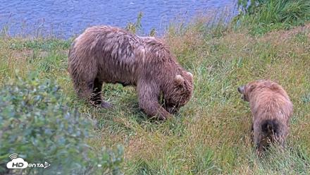 Kodiak Alaska Brown Bears Live Webcam - Aug 12, 2026, 2:43pm AKDT