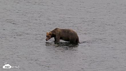Kodiak Alaska Brown Bears Live Webcam - Aug 10, 2026, 9:01pm AKDT