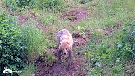 Kodiak Alaska Brown Bears Live Webcam - Jul 25, 2026, 5:52pm AKDT